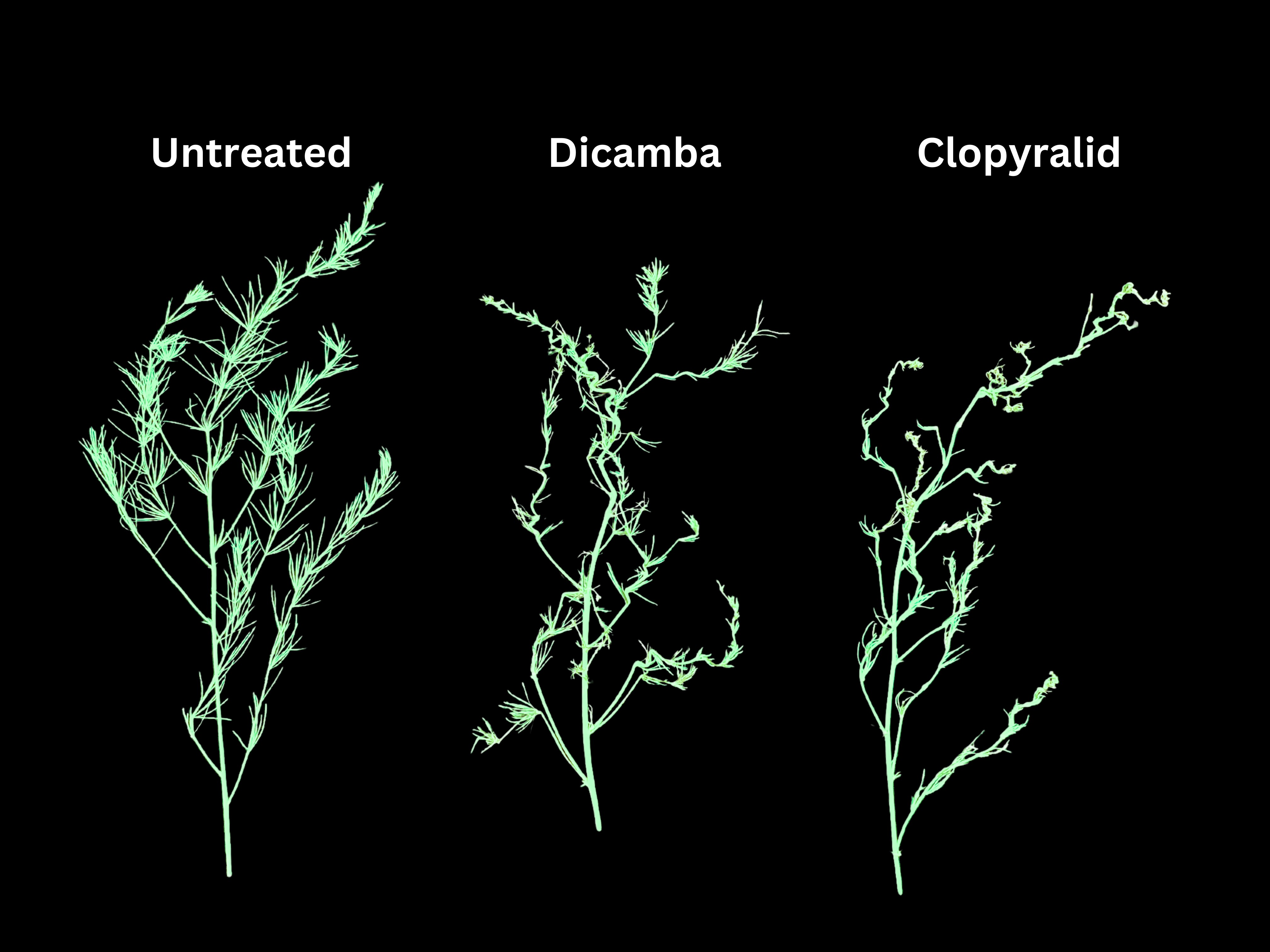 Fig 25 asparagus dd .jpg